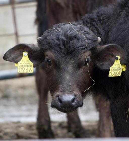 Отель Bolderhof