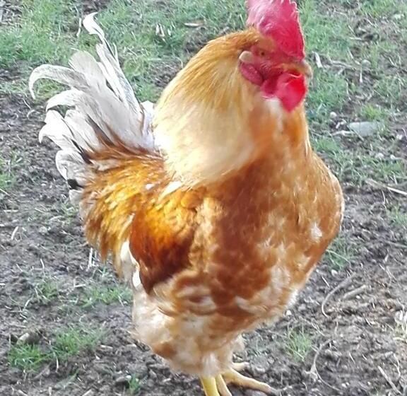 ホテル Fattoria Di Rigone