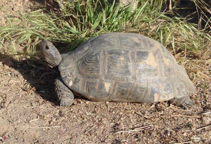 בית מלון כפרי La Fattoria Delle Tartarughe