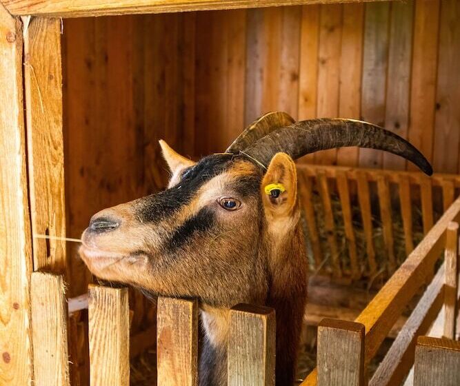 酒店 Schloss Lautrach