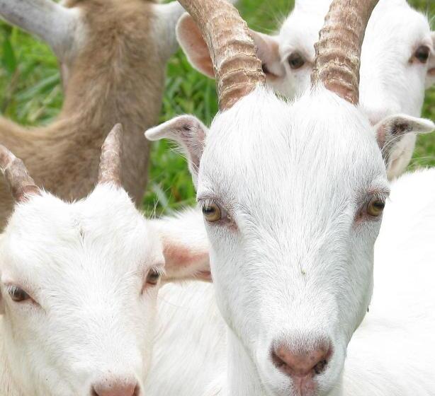 فندق Vocaré Finca Agroecológica