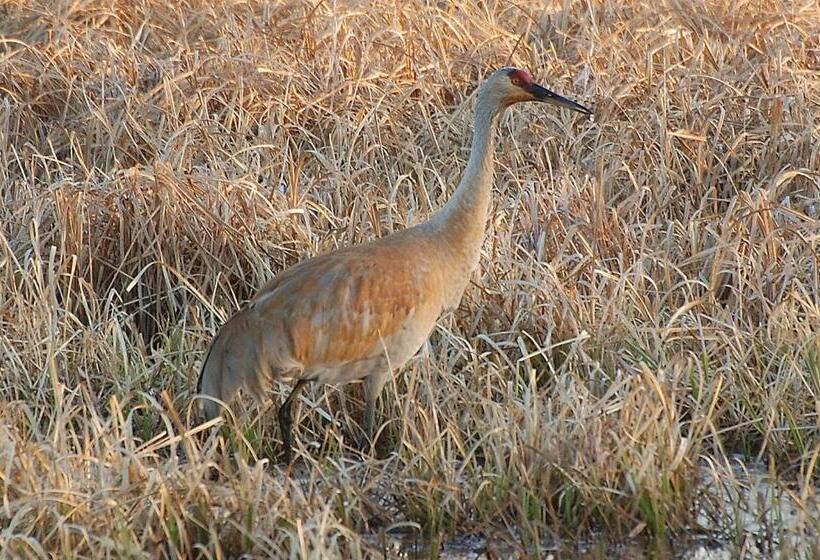 فندق على الطريق Grantsburg Inn