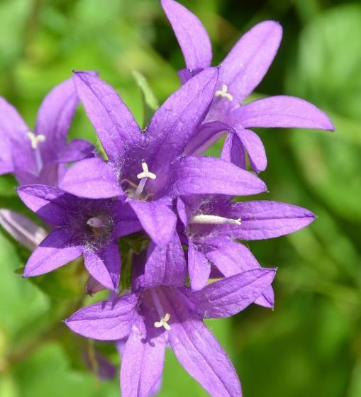 Пансион Chambres D'hôtes Domaine Du Hameau Baylesse