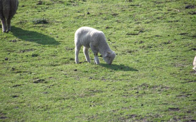 פנסיון Folyóka Vendégház