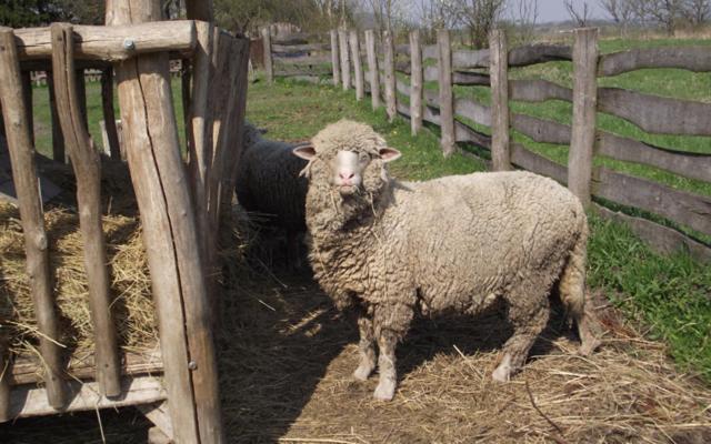 פנסיון Folyóka Vendégház