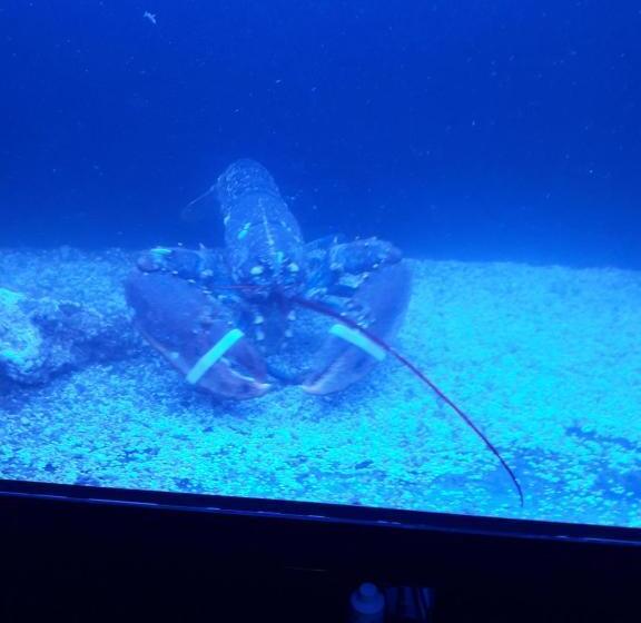 פנסיון Hostal Hispalis