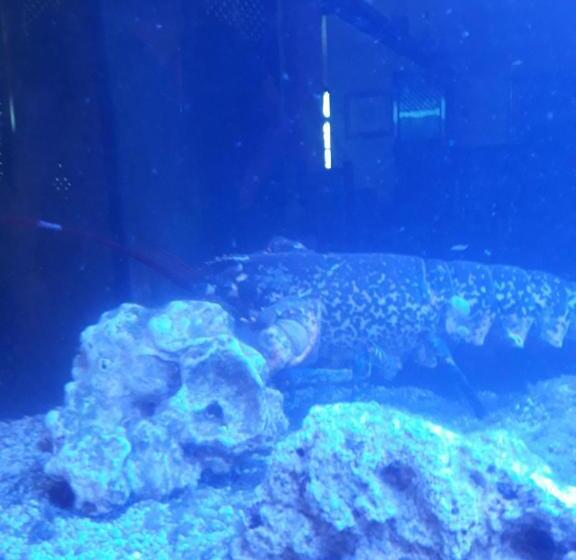 פנסיון Hostal Hispalis