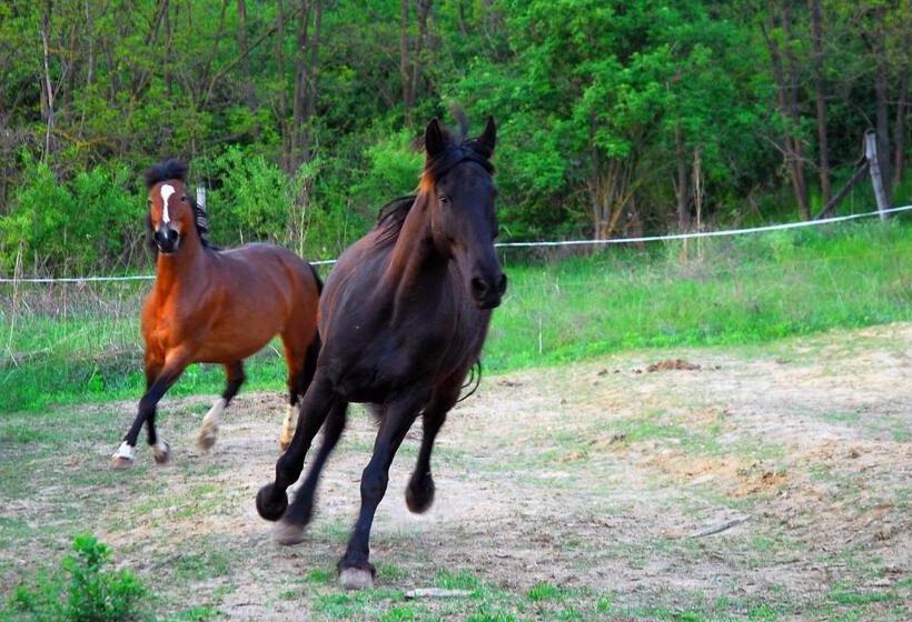 بنسيون Matievics Borászat és Vendégház