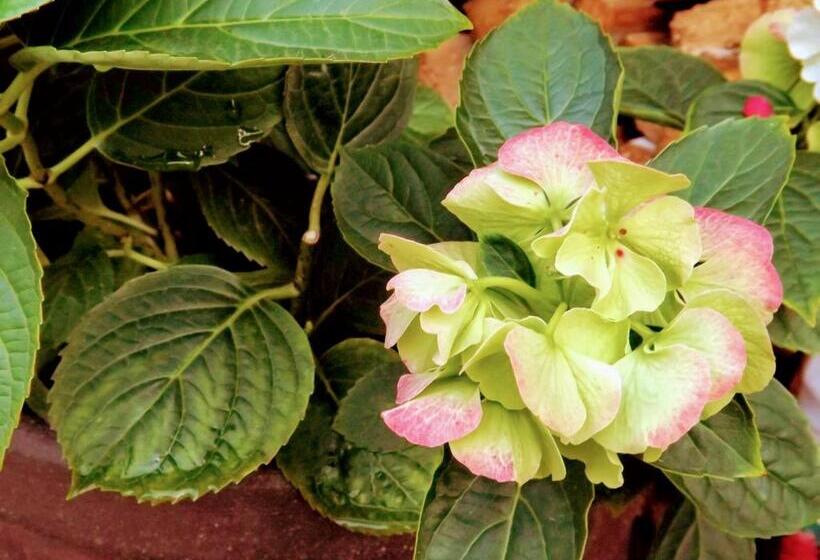 ペンション Míves Vendégház