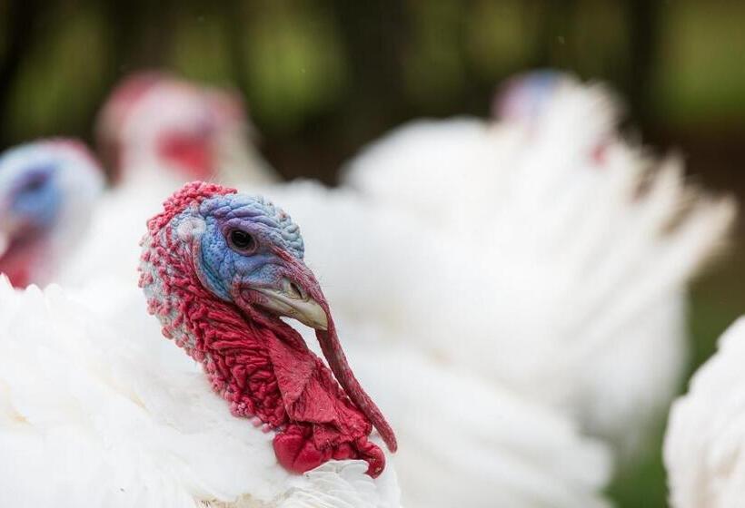 호스텔 Gasthaus Metzgerei Pension Maßem