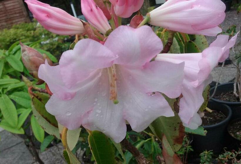 مبيت وإفطار Victoria's House