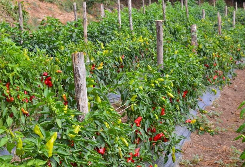 בית מלון כפרי Agriturismo E Turre