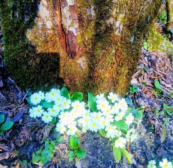 ホテル Agriturismo Malvista