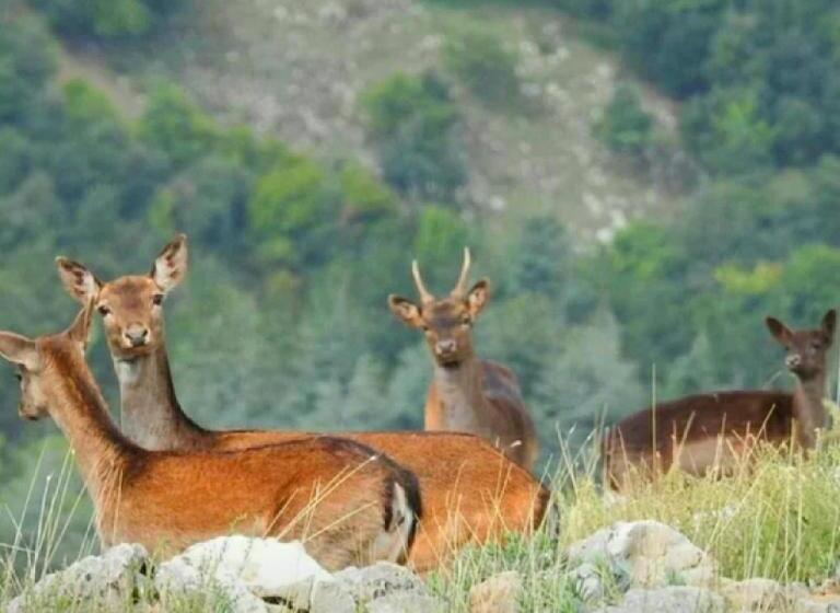 בית מלון כפרי Agriturismo Monte Acuto   Natura, Mare & Relax In Piscina