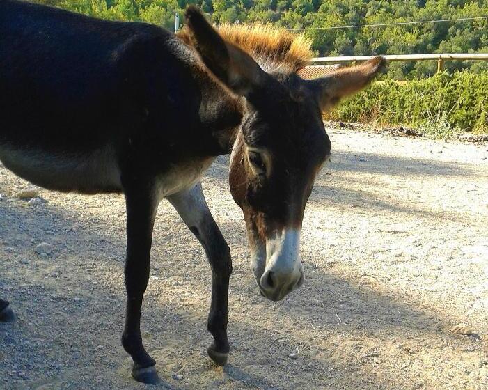 בית מלון כפרי Agriturismo Monte Acuto   Natura, Mare & Relax In Piscina
