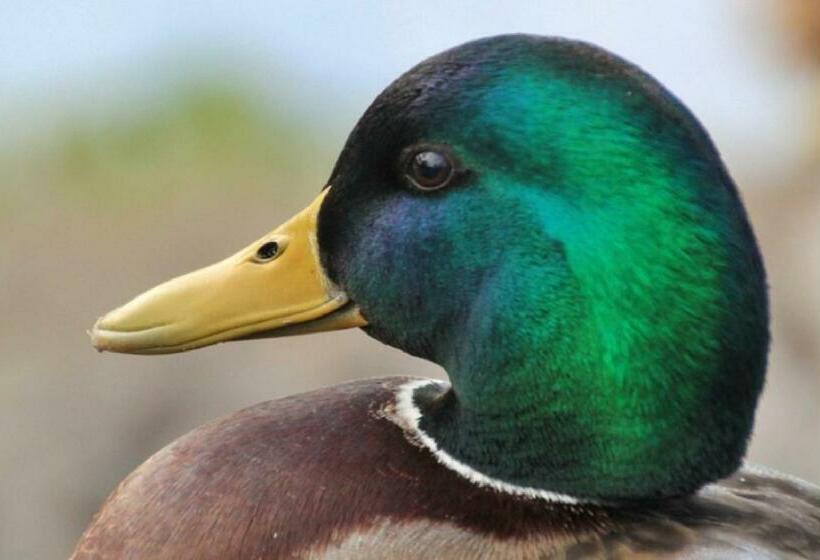 בית מלון כפרי Agriturismo Monte Acuto   Natura, Mare & Relax In Piscina