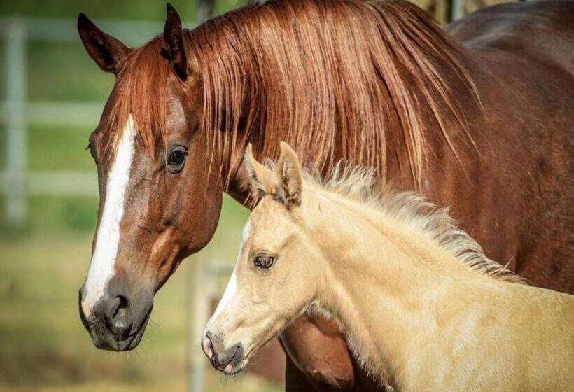 호텔 Badia Agriturismo