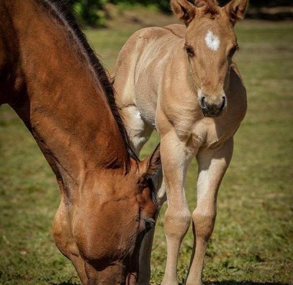 호텔 Badia Agriturismo