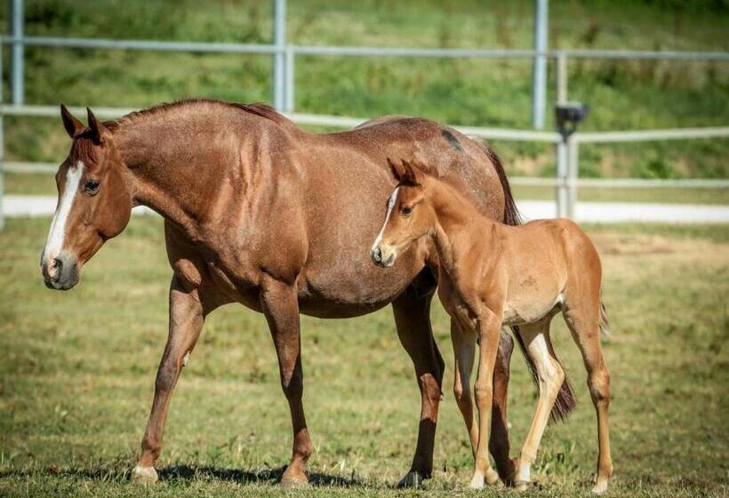 호텔 Badia Agriturismo