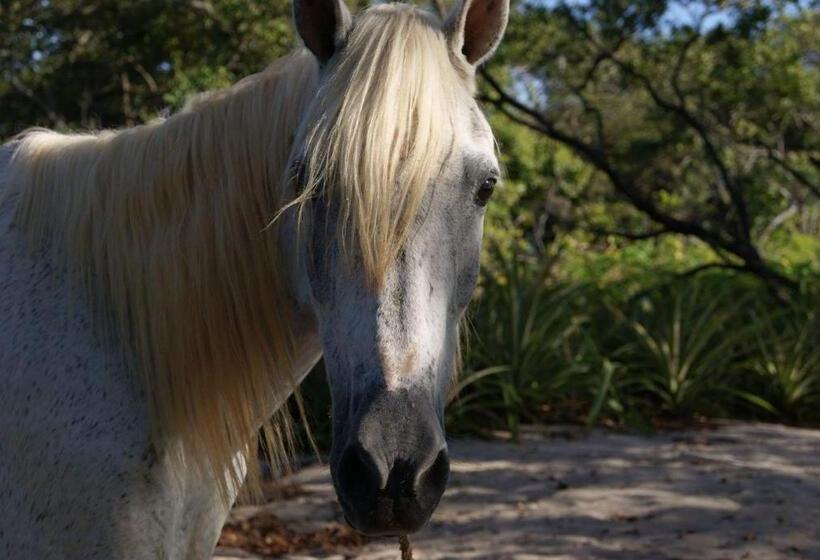 酒店 Cabinas La Playa