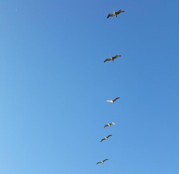 酒店 Cabinas La Playa