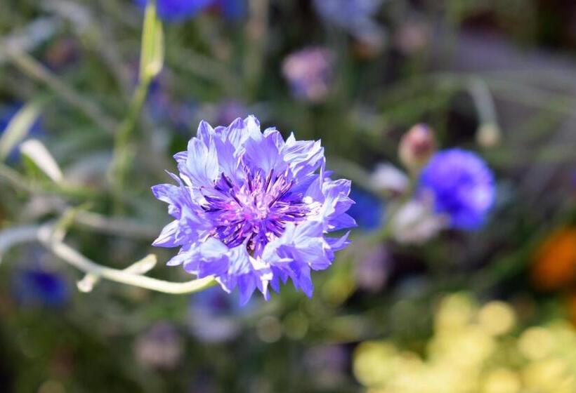 בית מלון כפרי Ferienhof Mairulrich