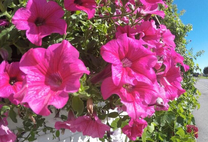 فندق Garni Traube B&b