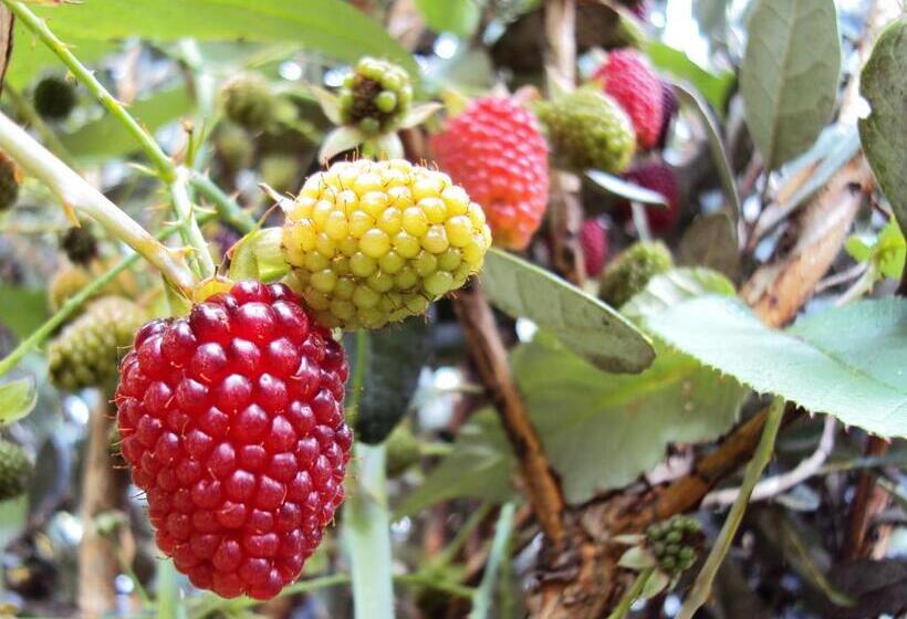 בית מלון כפרי Hacienda El Aserrio