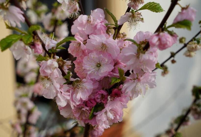 호텔 & Pension Aßmann