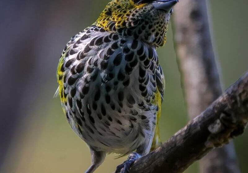 호텔 Talamanca Nature Reserve