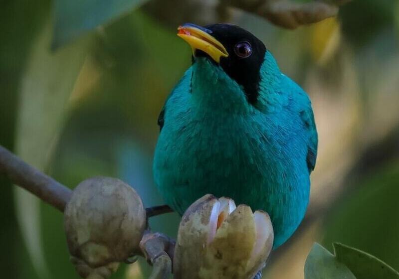 호텔 Talamanca Nature Reserve