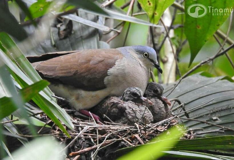 فندق Tinamu Birding