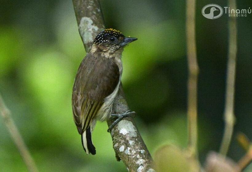 فندق Tinamu Birding