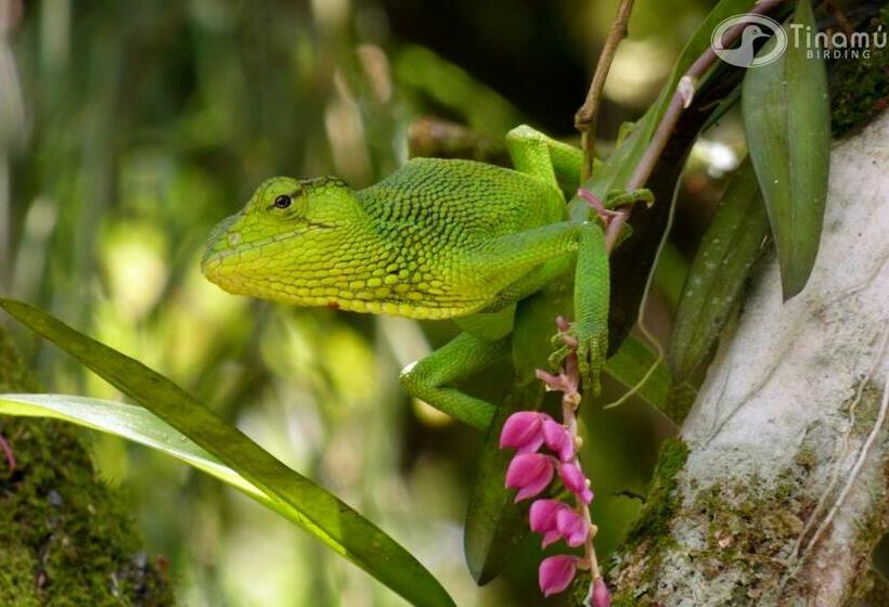 فندق Tinamu Birding