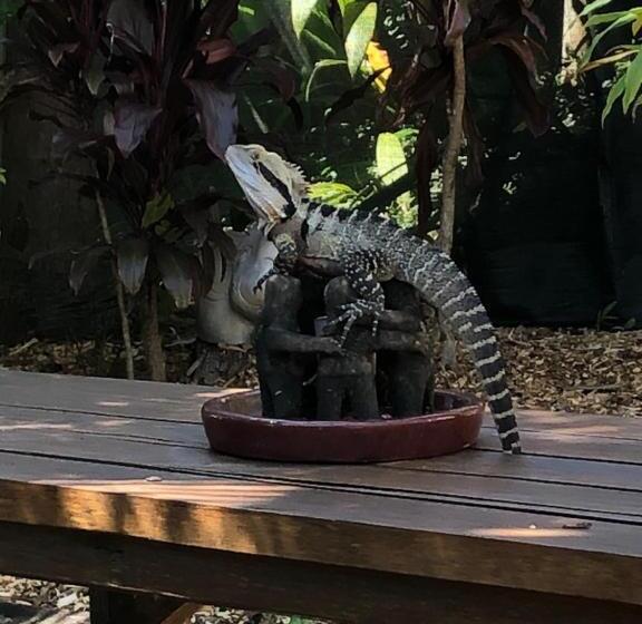 פנסיון Grey Gum Lodge