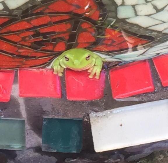 פנסיון Grey Gum Lodge