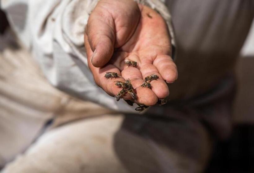 ペンション Mézes Vendégház és Apiterápiás Központ