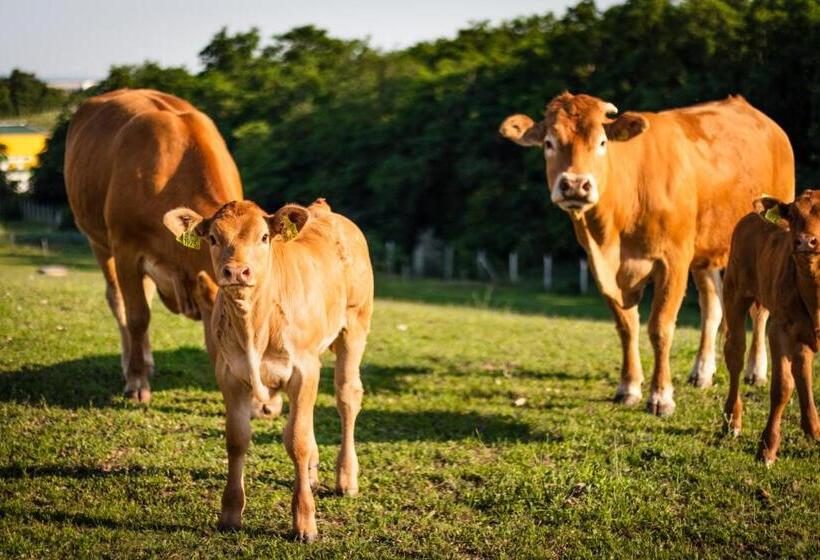 膳宿费 öregtölgy Vendégház