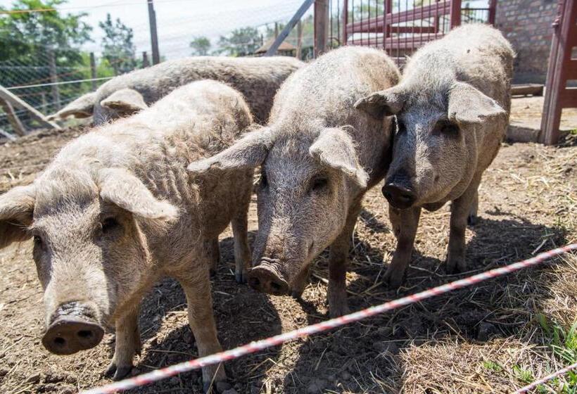 膳宿费 öregtölgy Vendégház