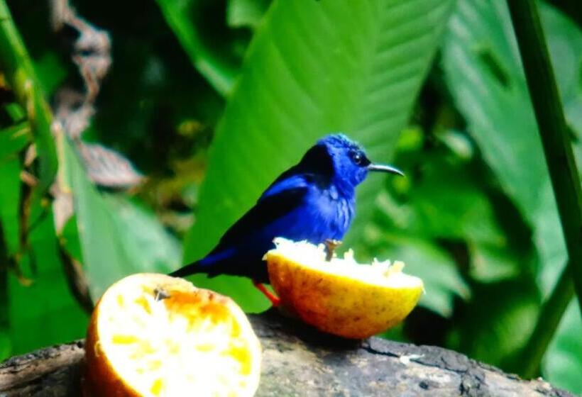 פנסיון Tropical Paradise Bungalows