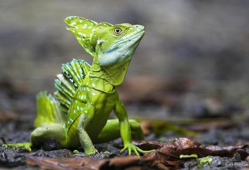 بنسيون Tropical Paradise Bungalows