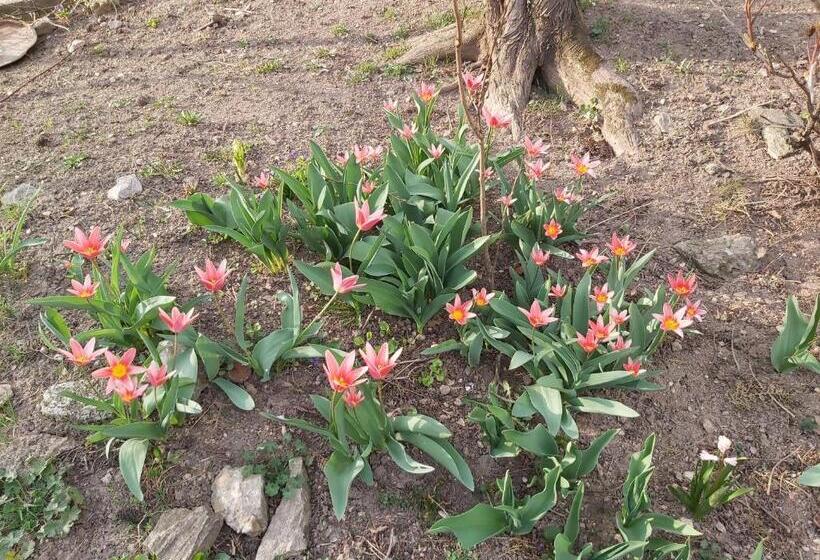 ペンション Vár Lak Vendégház