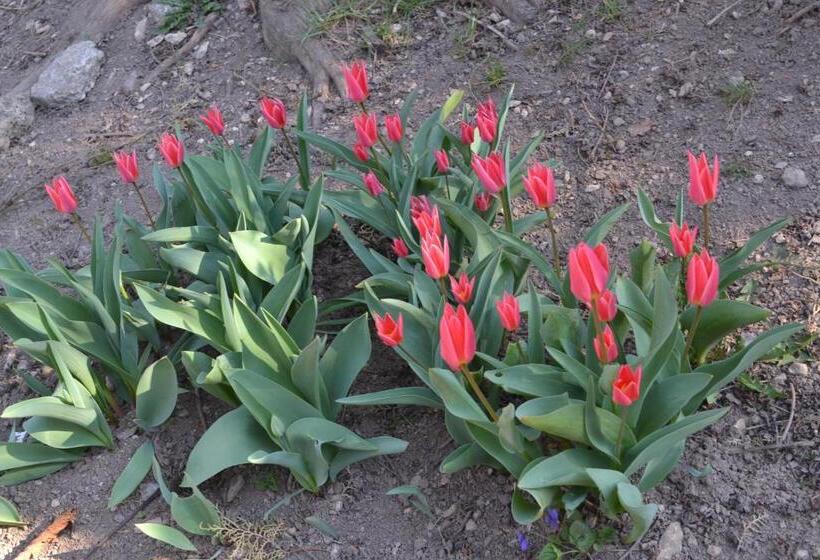 ペンション Vár Lak Vendégház