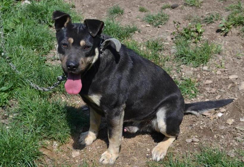 ペンション Vár Lak Vendégház