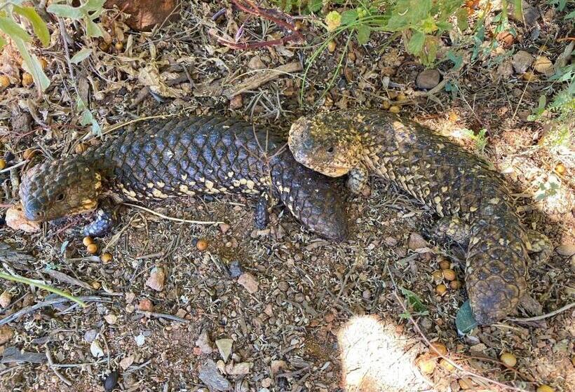 White Cliffs Underground Motel