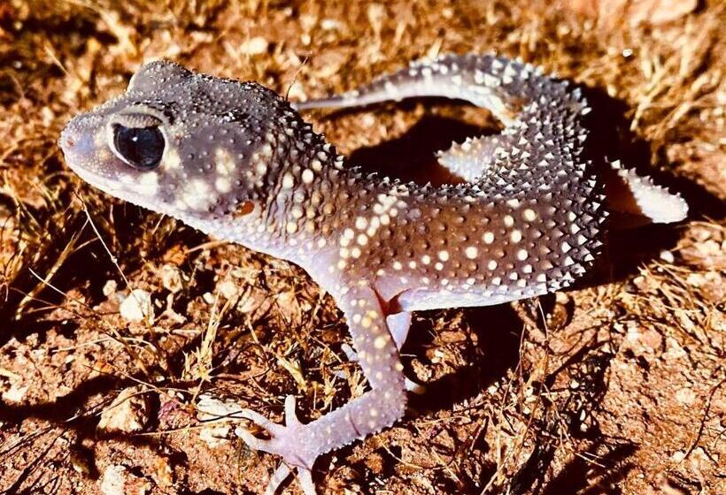 White Cliffs Underground Motel