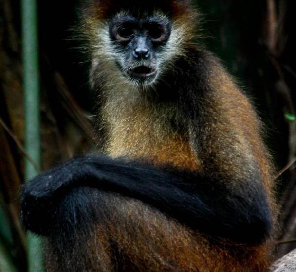 فندق Evergreen Lodge