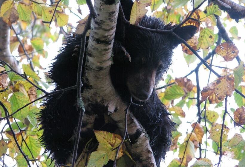 Отель Le Pionnier