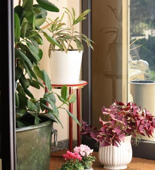 בית מלון כפרי Polo