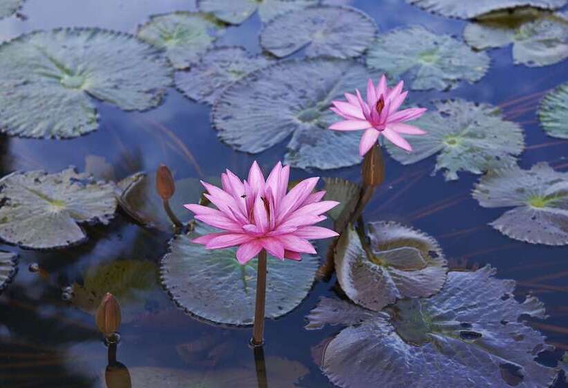 فندق Santi Resort & Spa